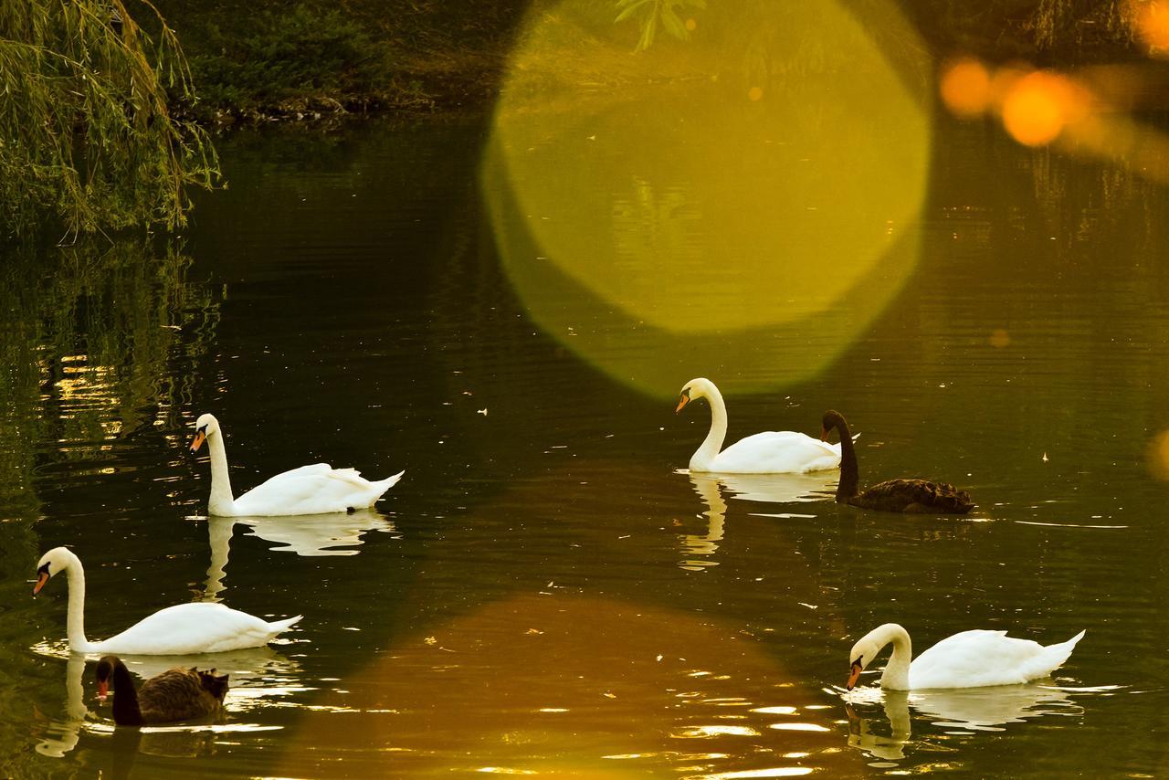 Lacul Verde Resort プロイェシュティ エクステリア 写真