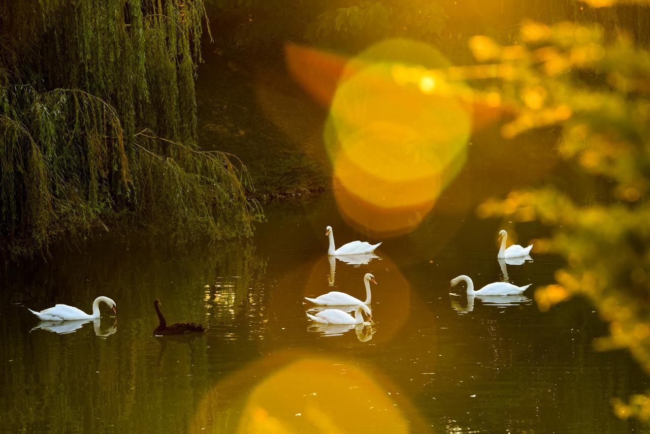 Lacul Verde Resort プロイェシュティ エクステリア 写真
