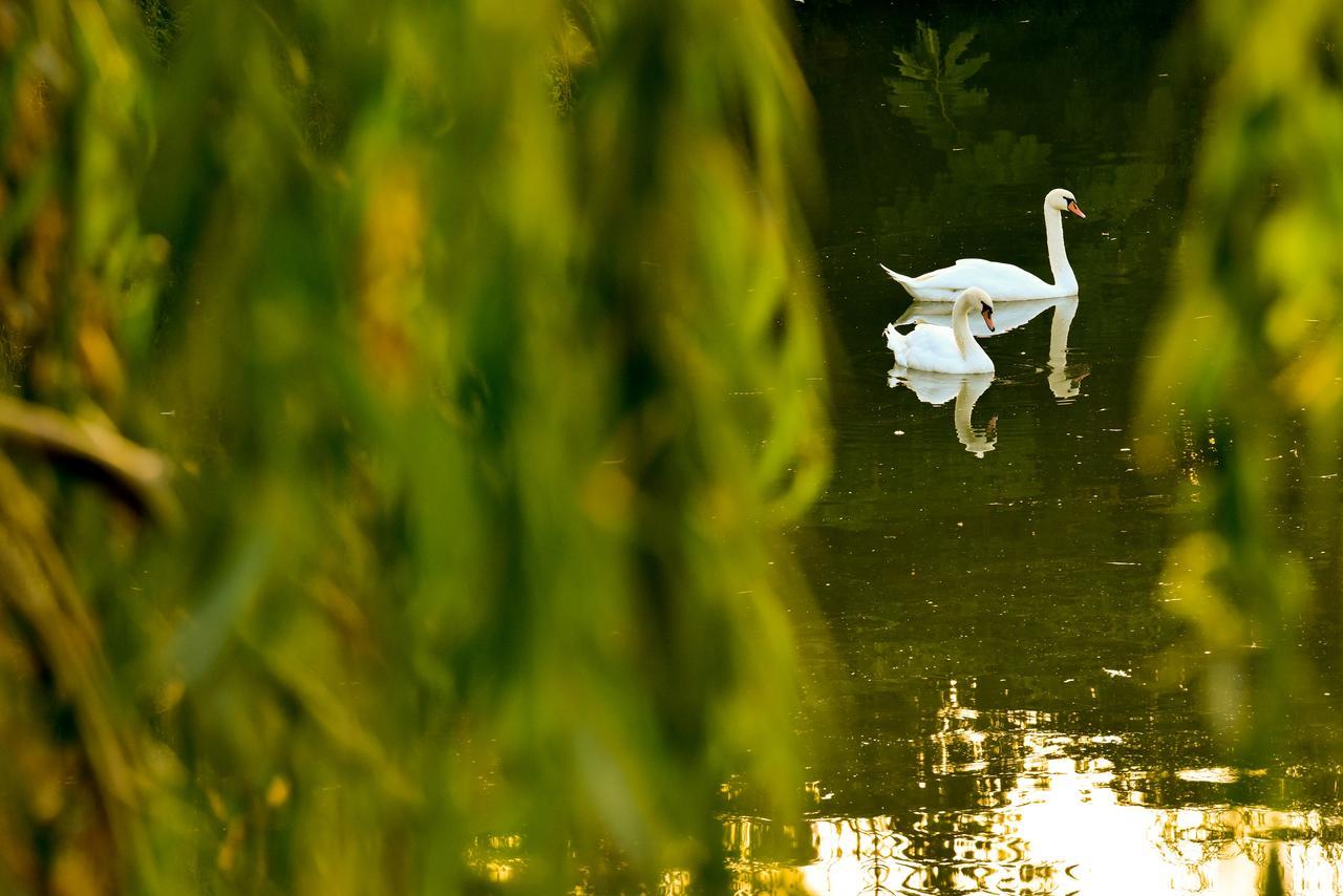 Lacul Verde Resort プロイェシュティ エクステリア 写真